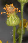 Godfrey's goldenaster